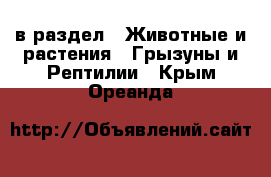  в раздел : Животные и растения » Грызуны и Рептилии . Крым,Ореанда